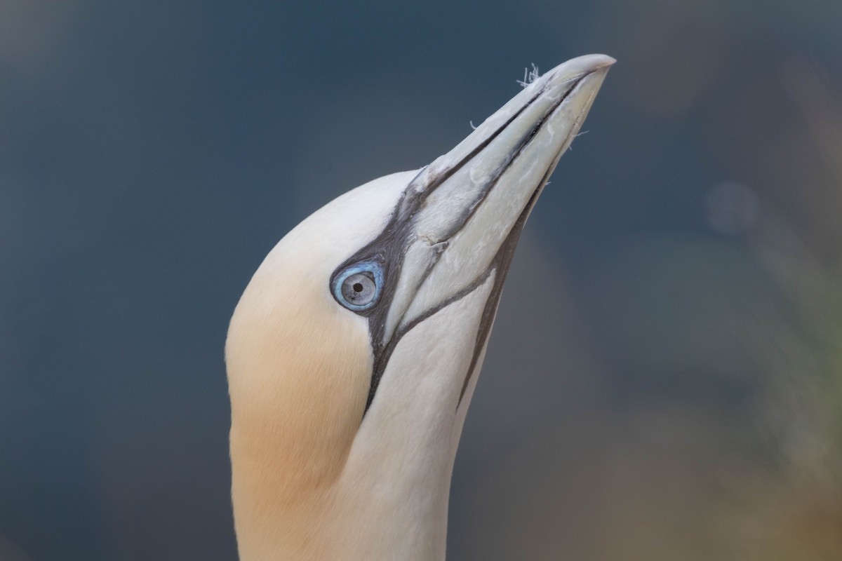 Northern Gannet - ML638954186