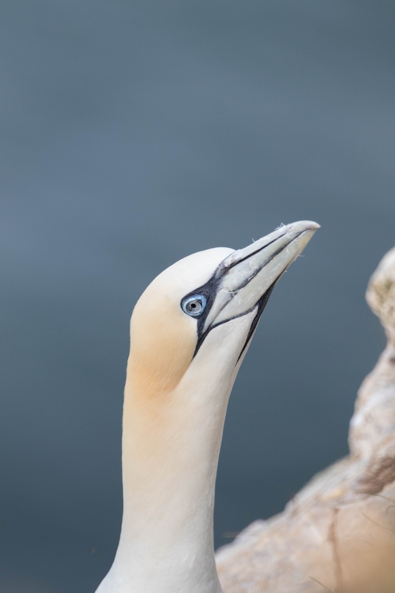 Northern Gannet - ML638954187