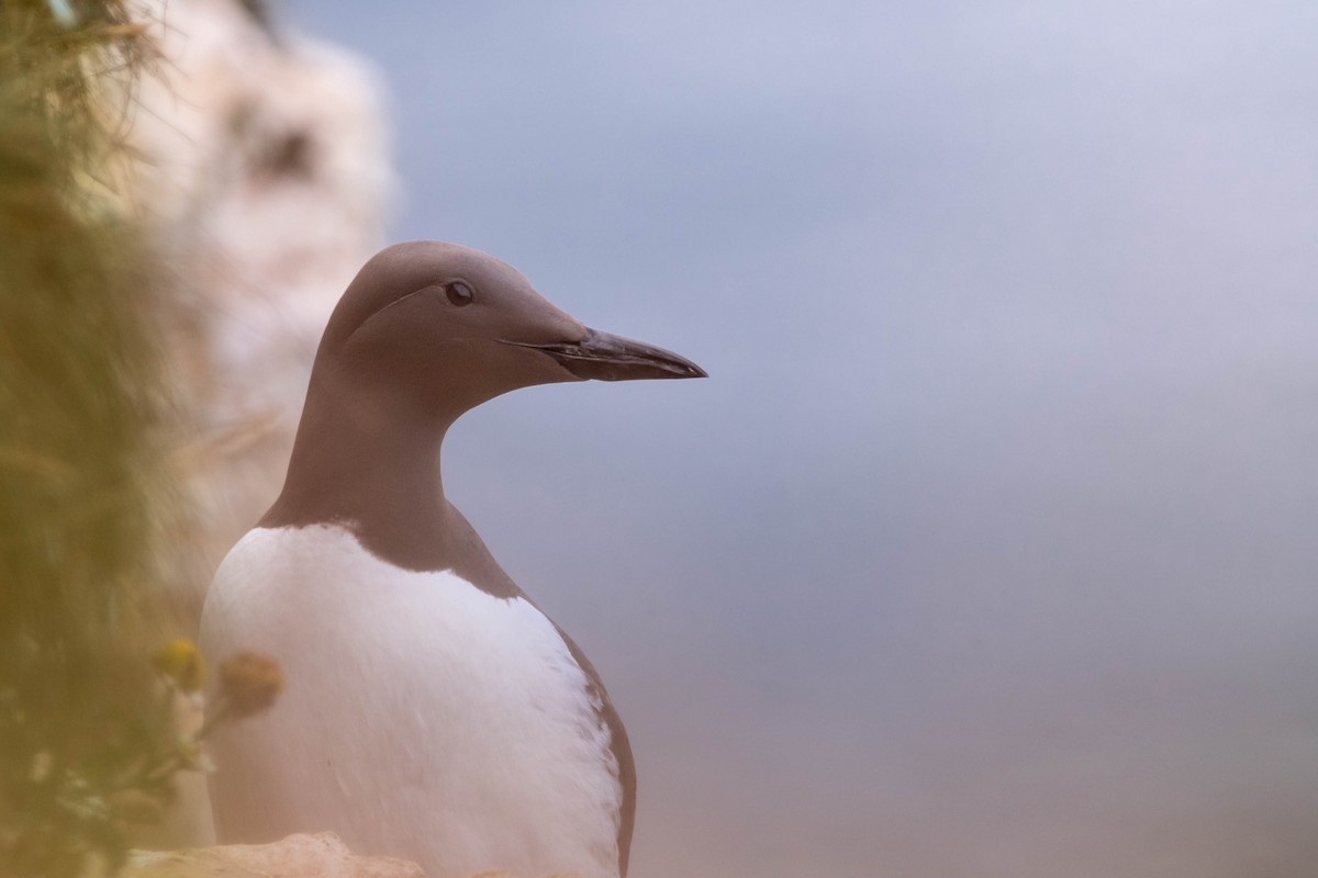 Common Murre - ML638954191