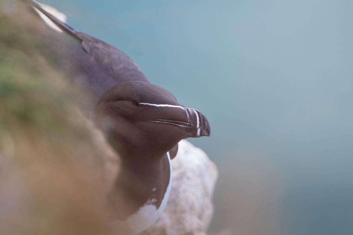 Razorbill - ML638954193