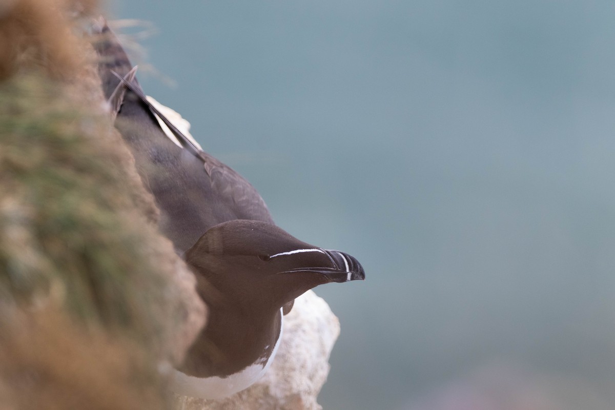 Razorbill - ML638954195