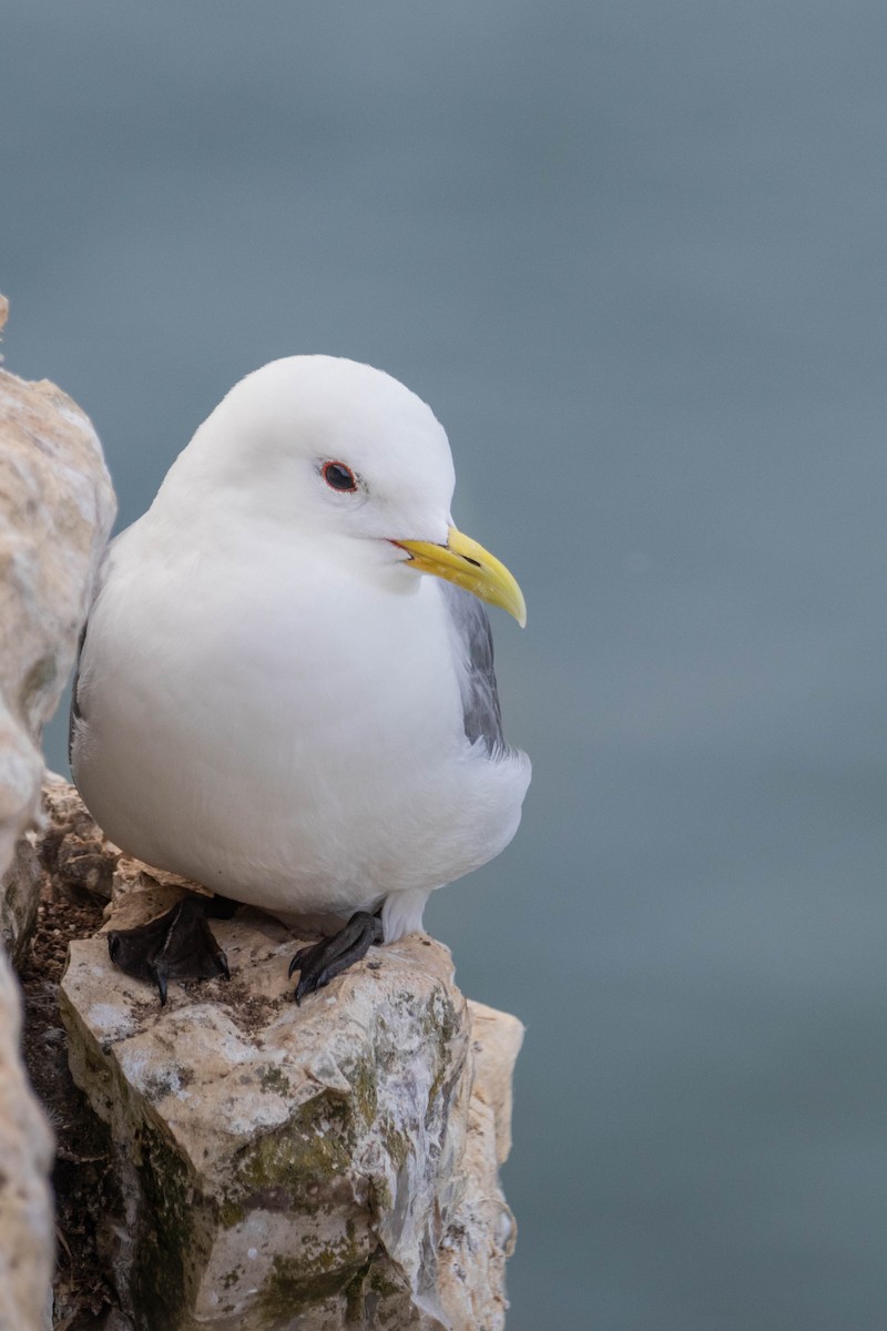 Black-legged Kittiwake - ML638954213