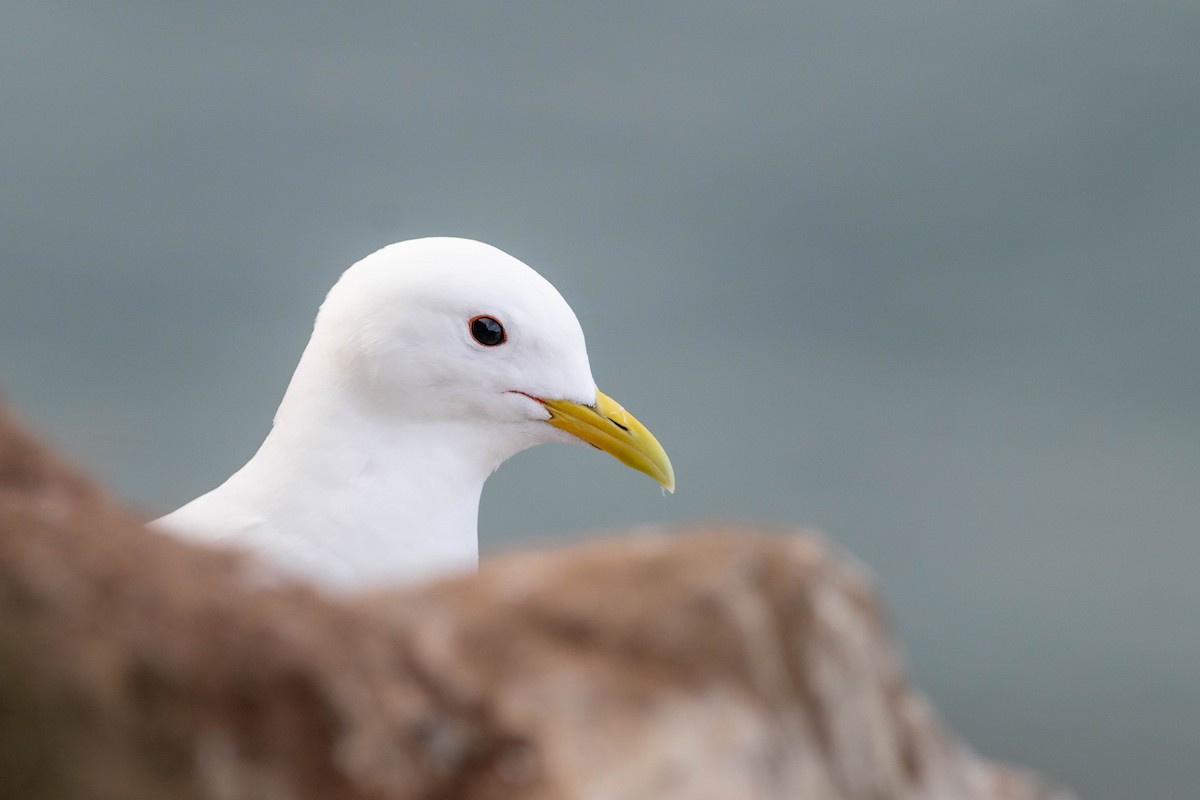 Black-legged Kittiwake - ML638954214