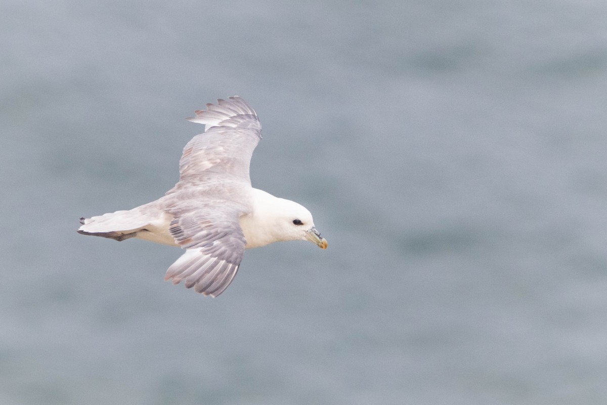 Northern Fulmar - ML638954216