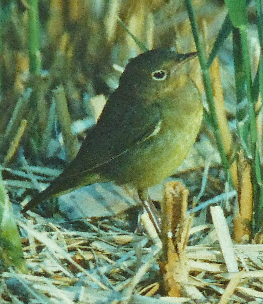 Connecticut Warbler - ML638954220