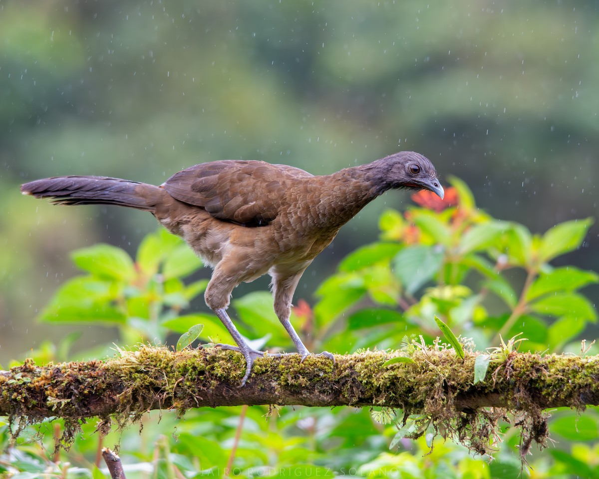 Gray-headed Chachalaca - ML638954244