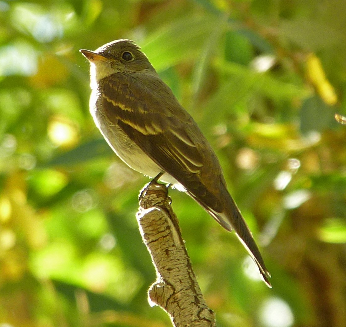 Eastern Wood-Pewee - ML638954254