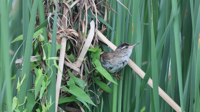 Marsh Wren - ML638954263
