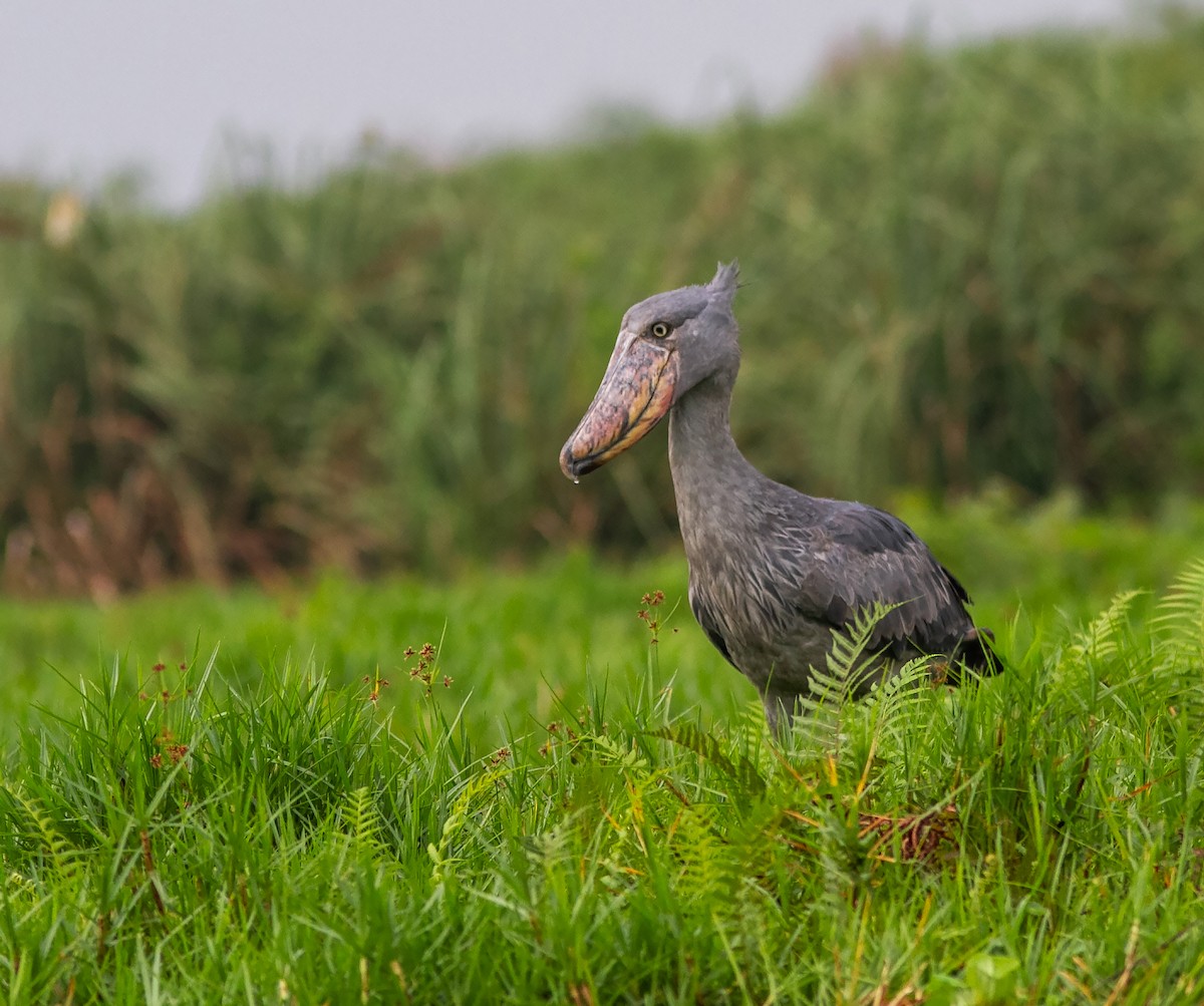 Shoebill - ML638954268