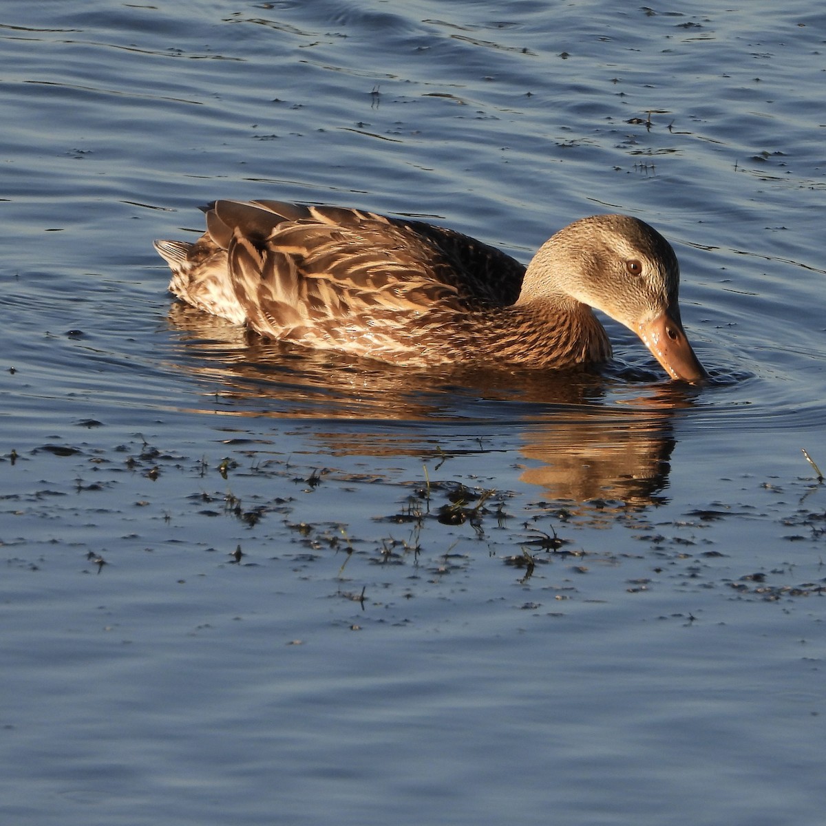 Mallard - ML638954274