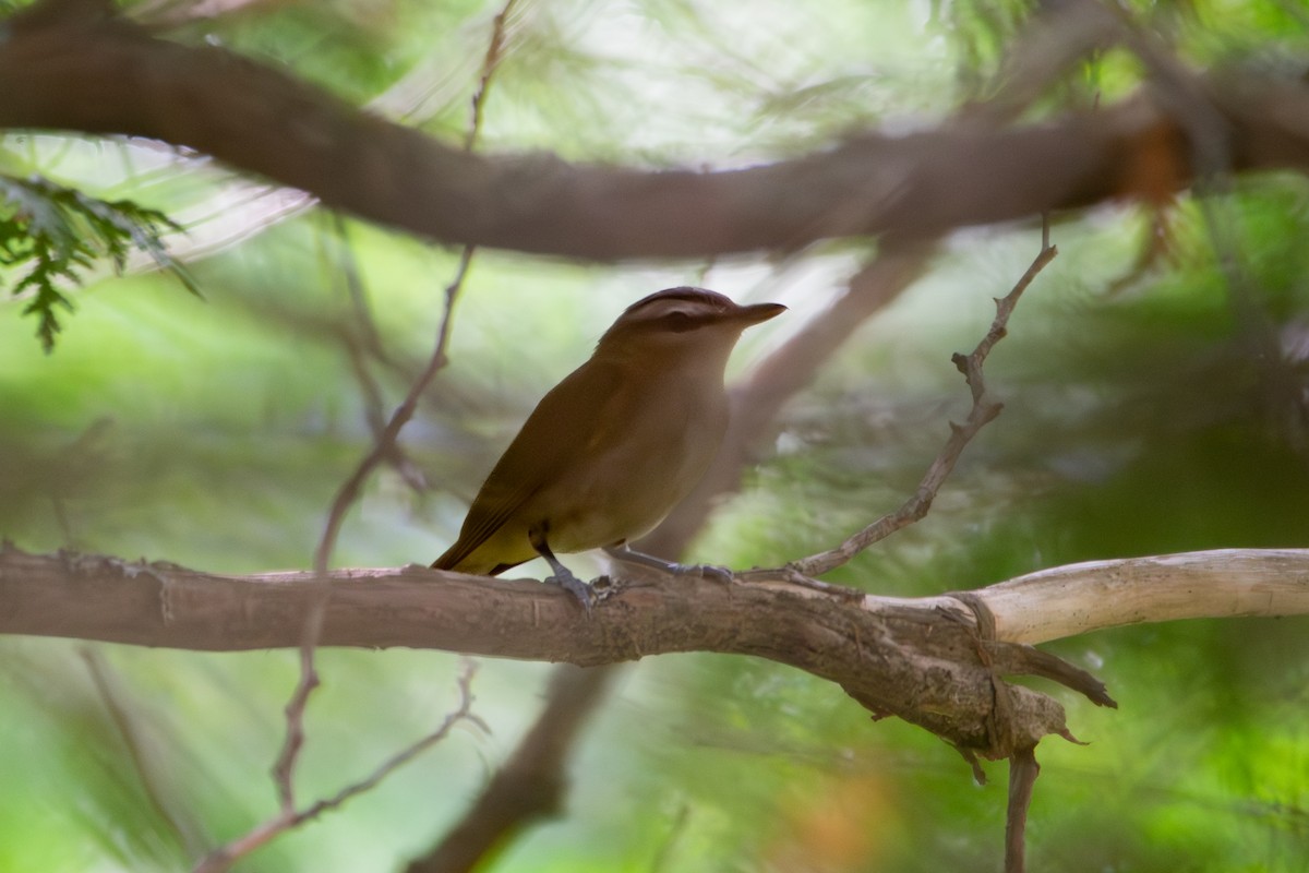 Red-eyed Vireo - ML638954280