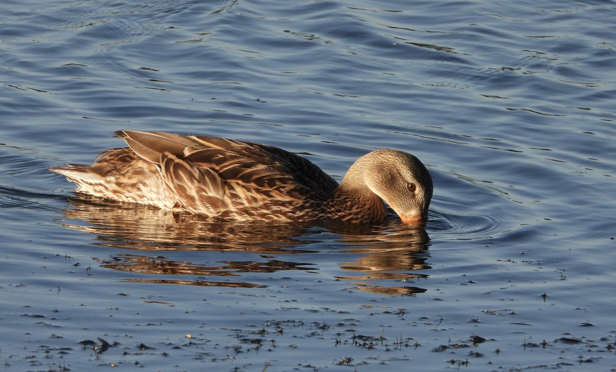 Stockente - ML638954282