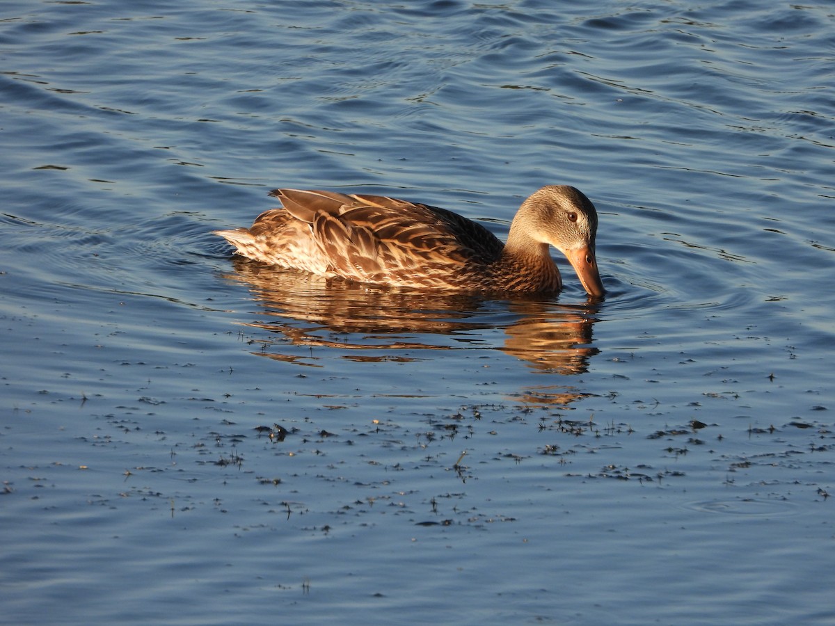 Stockente - ML638954284