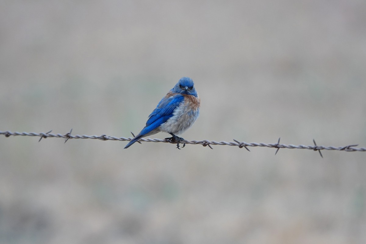Blaukehl-Hüttensänger - ML638954300