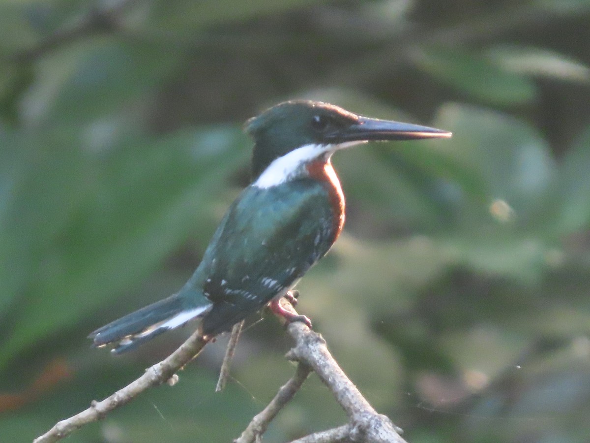 Green Kingfisher - ML638954310