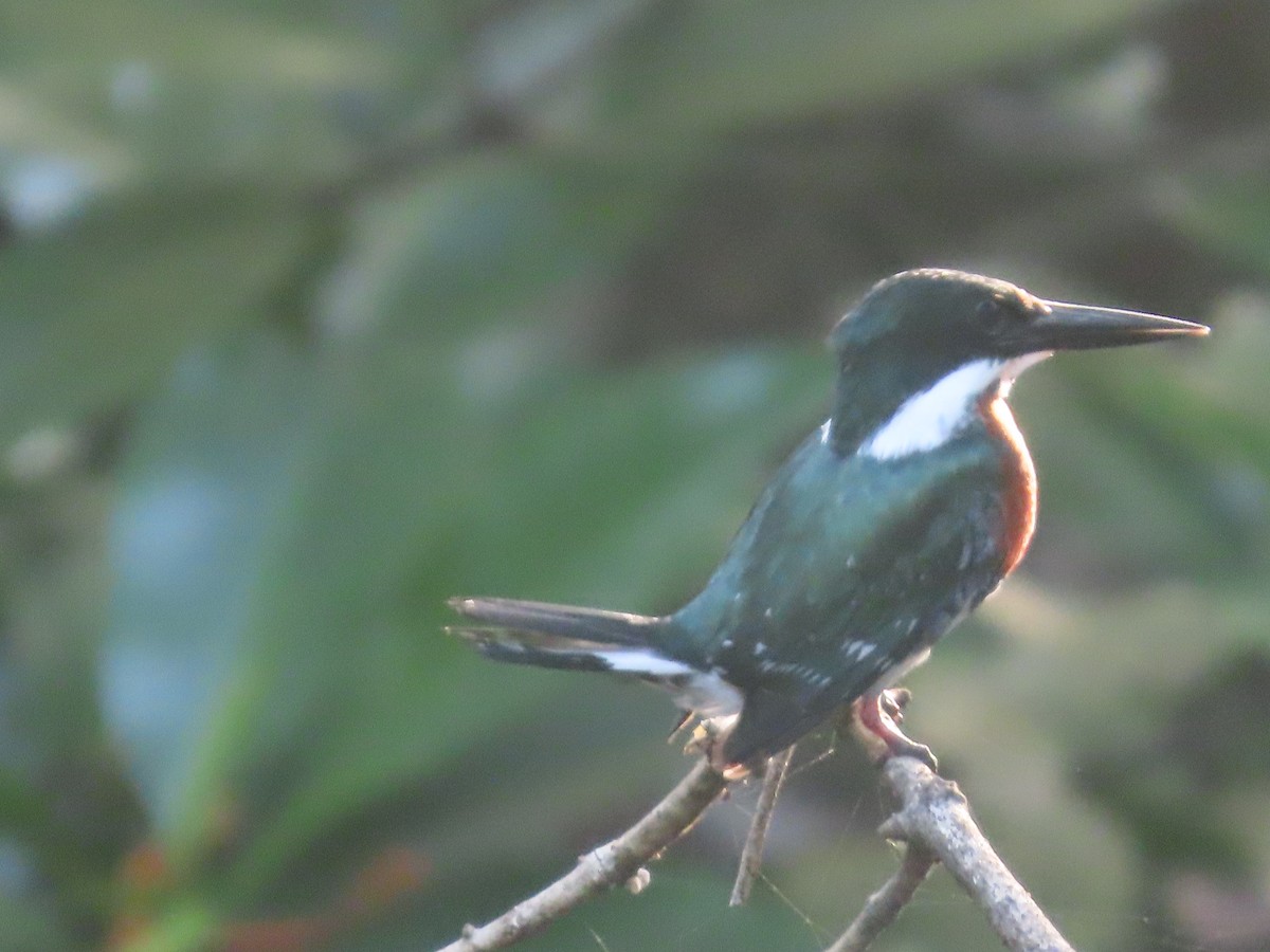 Green Kingfisher - ML638954311