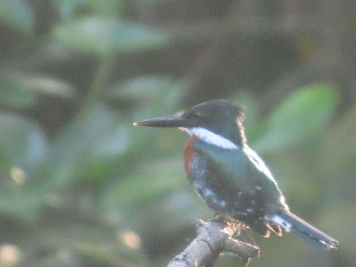 Green Kingfisher - ML638954312