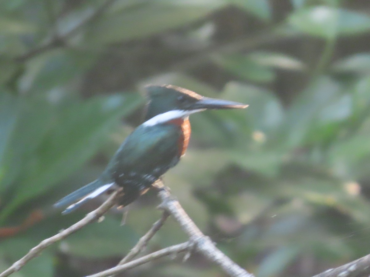Green Kingfisher - ML638954313