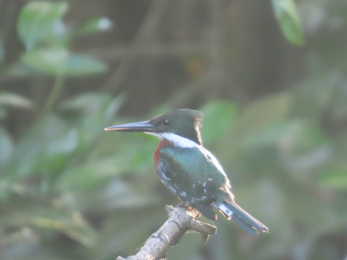 Green Kingfisher - ML638954314