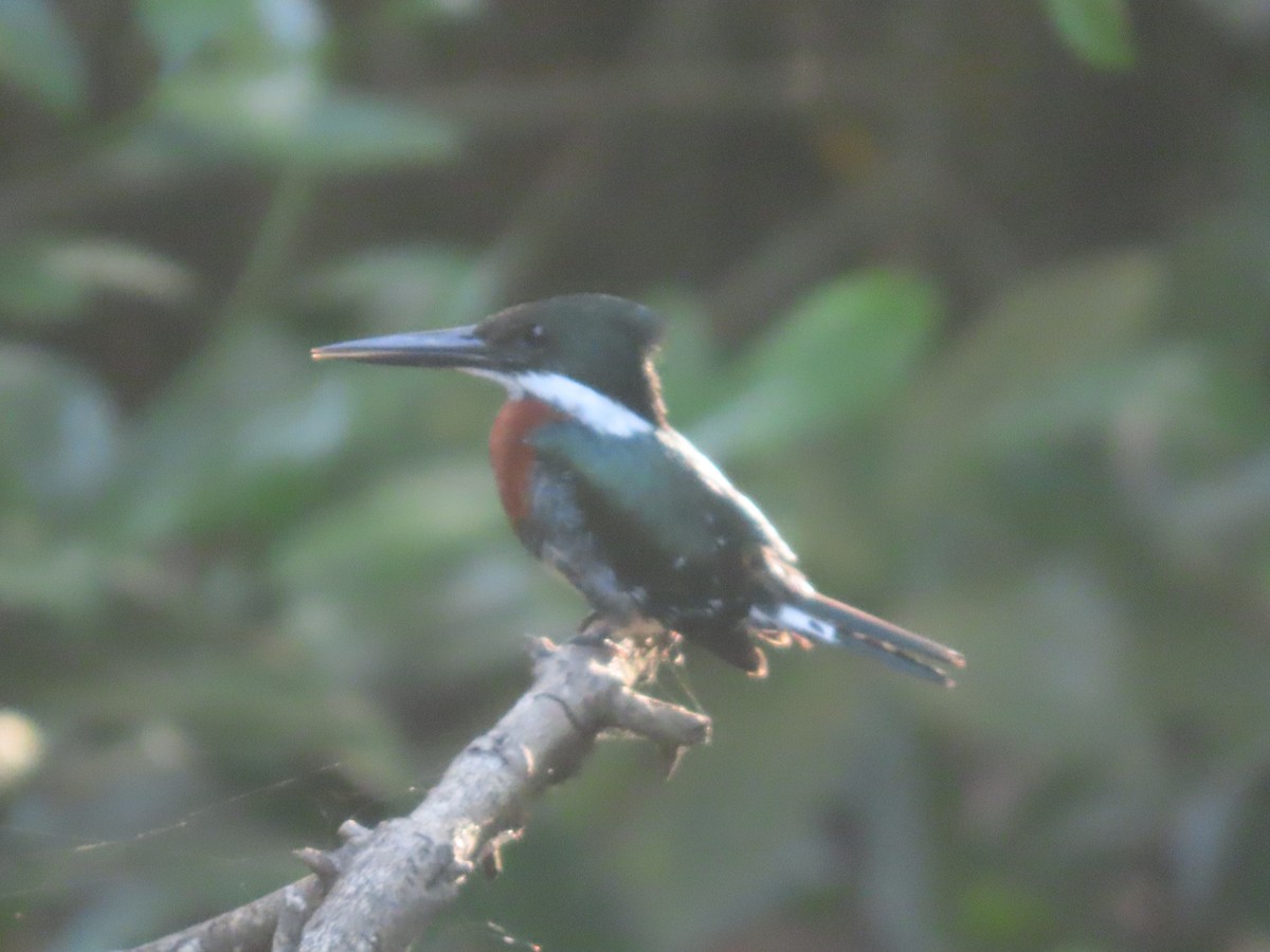 Green Kingfisher - ML638954316