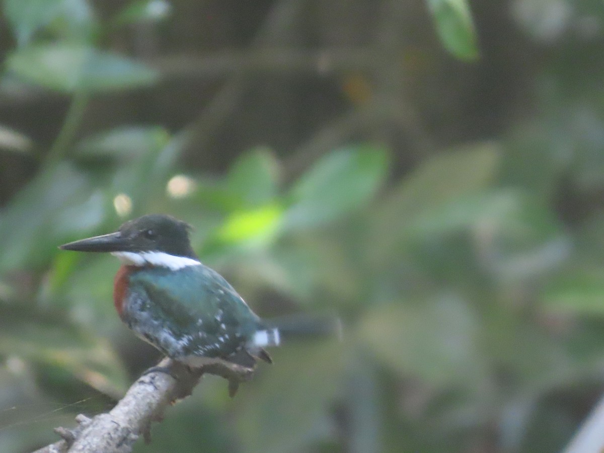 Green Kingfisher - ML638954317