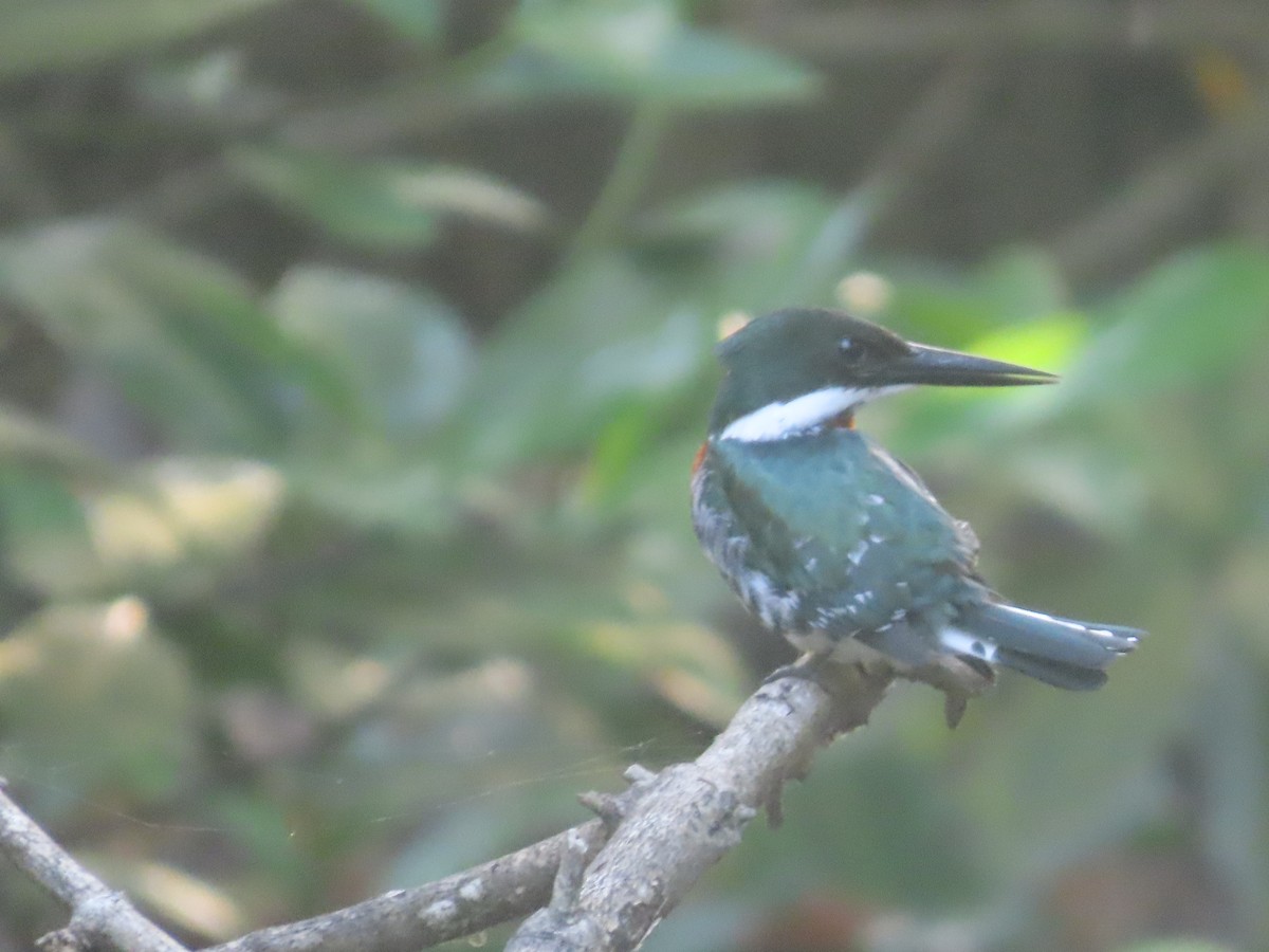 Green Kingfisher - ML638954318