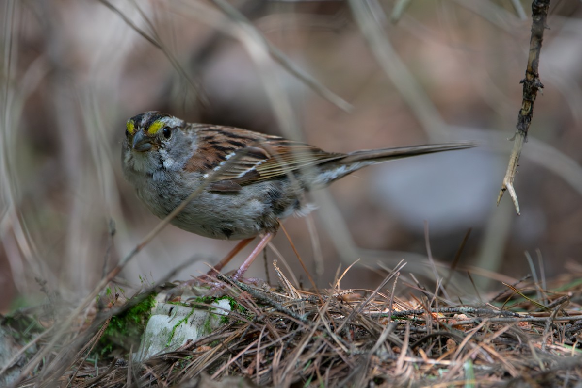 White-throated Sparrow - ML638954330