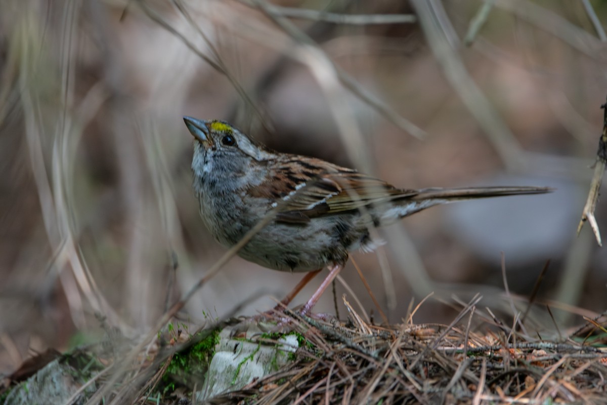 White-throated Sparrow - ML638954331