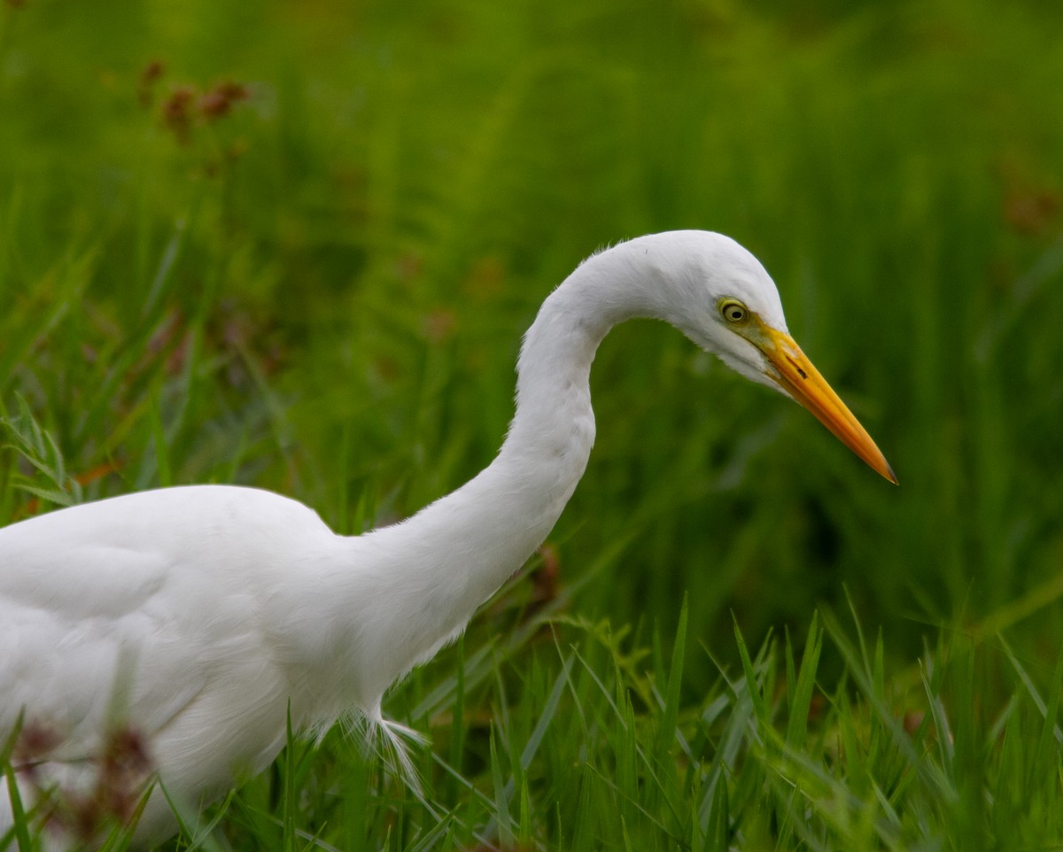 Yellow-billed Egret - ML638954336