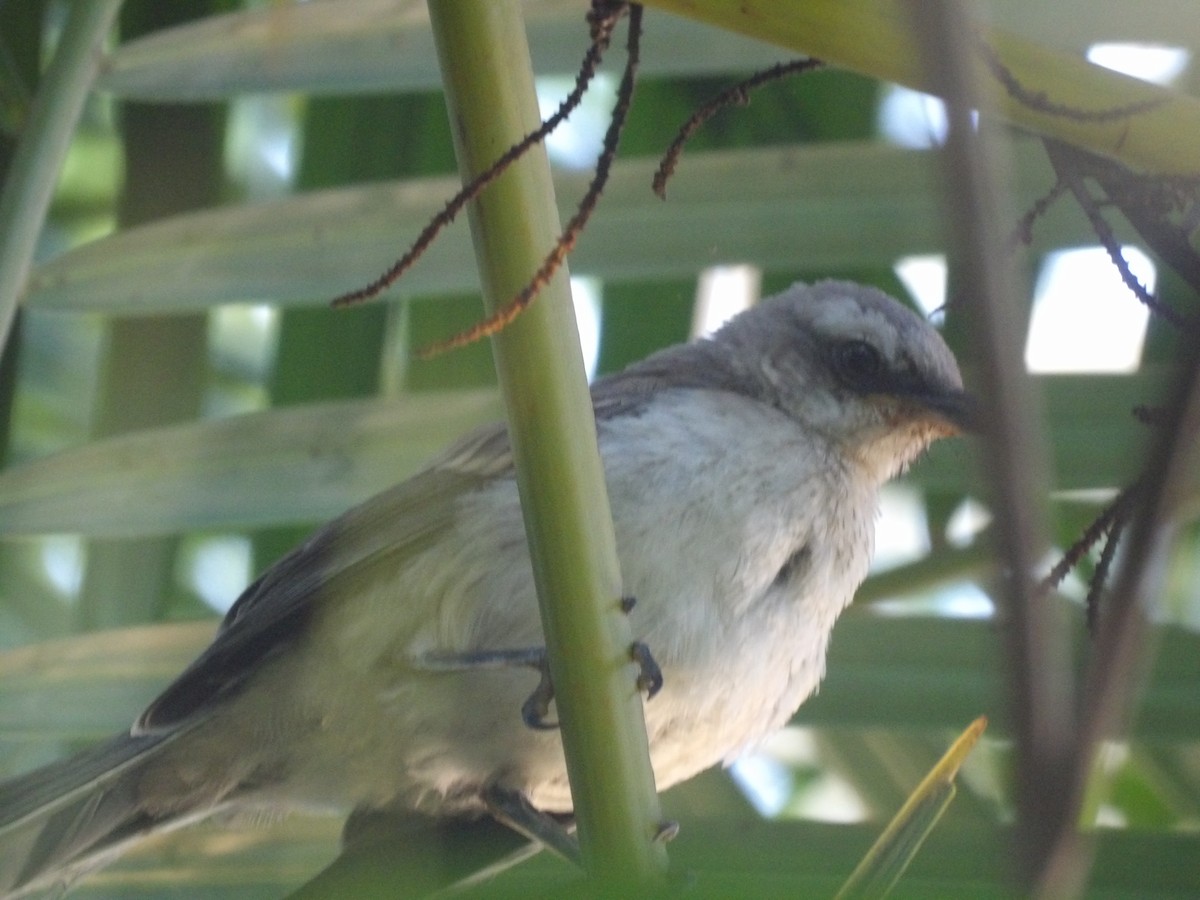 Tropical Mockingbird (Southern) - ML638954347