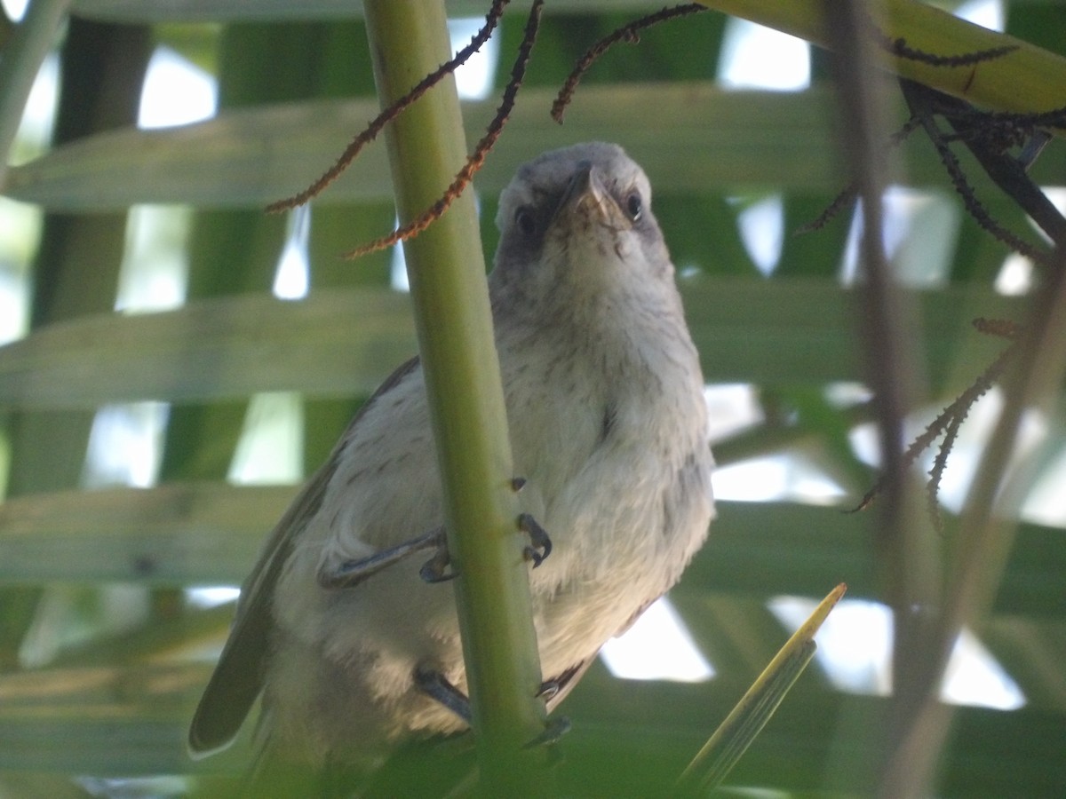 Tropical Mockingbird (Southern) - ML638954350