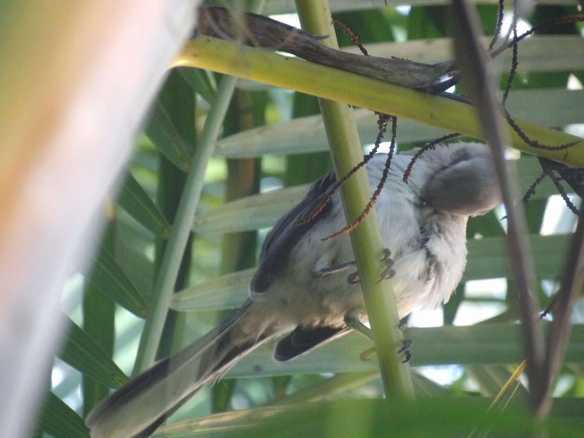 Tropical Mockingbird (Southern) - ML638954352