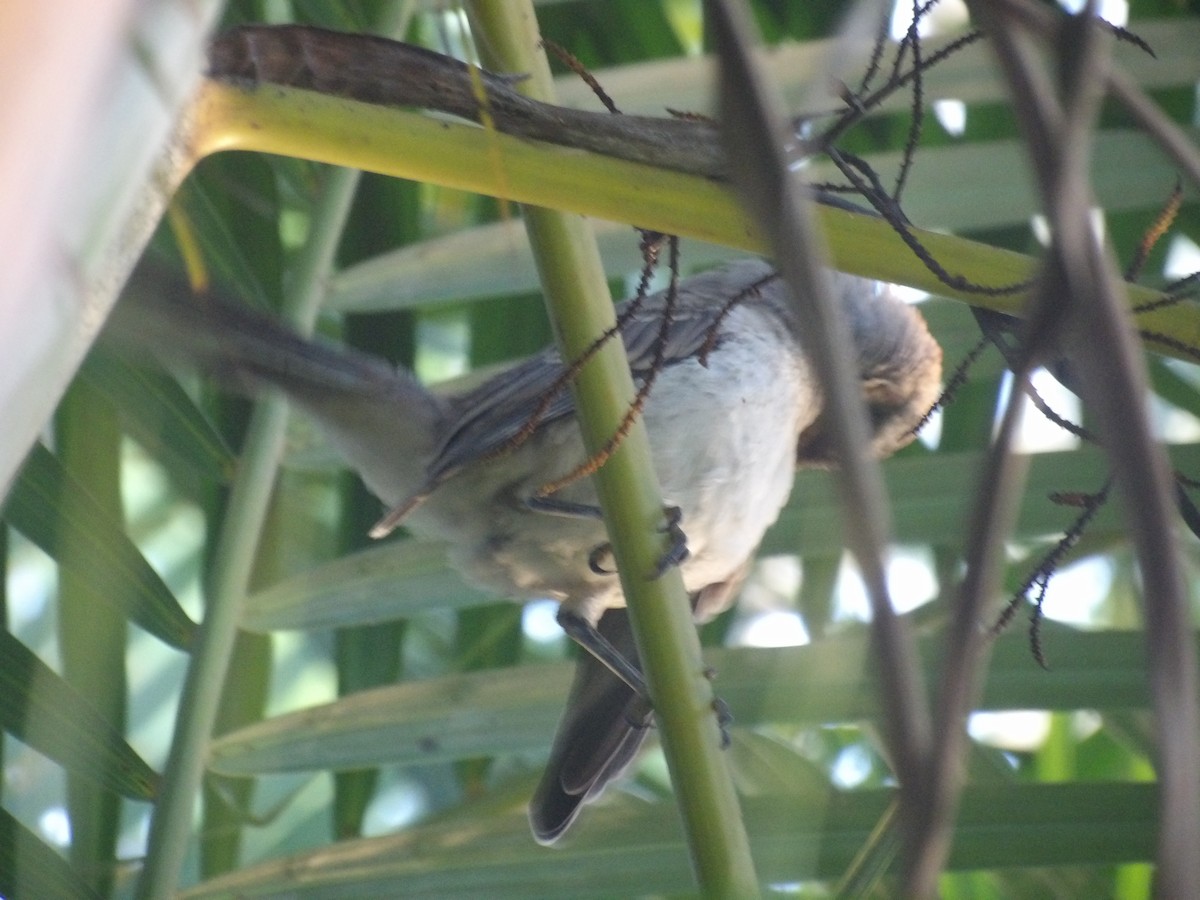 Tropical Mockingbird (Southern) - ML638954353