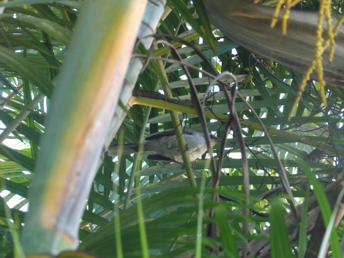 Tropical Mockingbird (Southern) - ML638954354