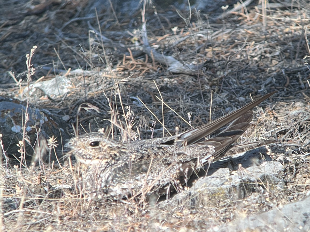 アメリカヨタカ - ML638954356