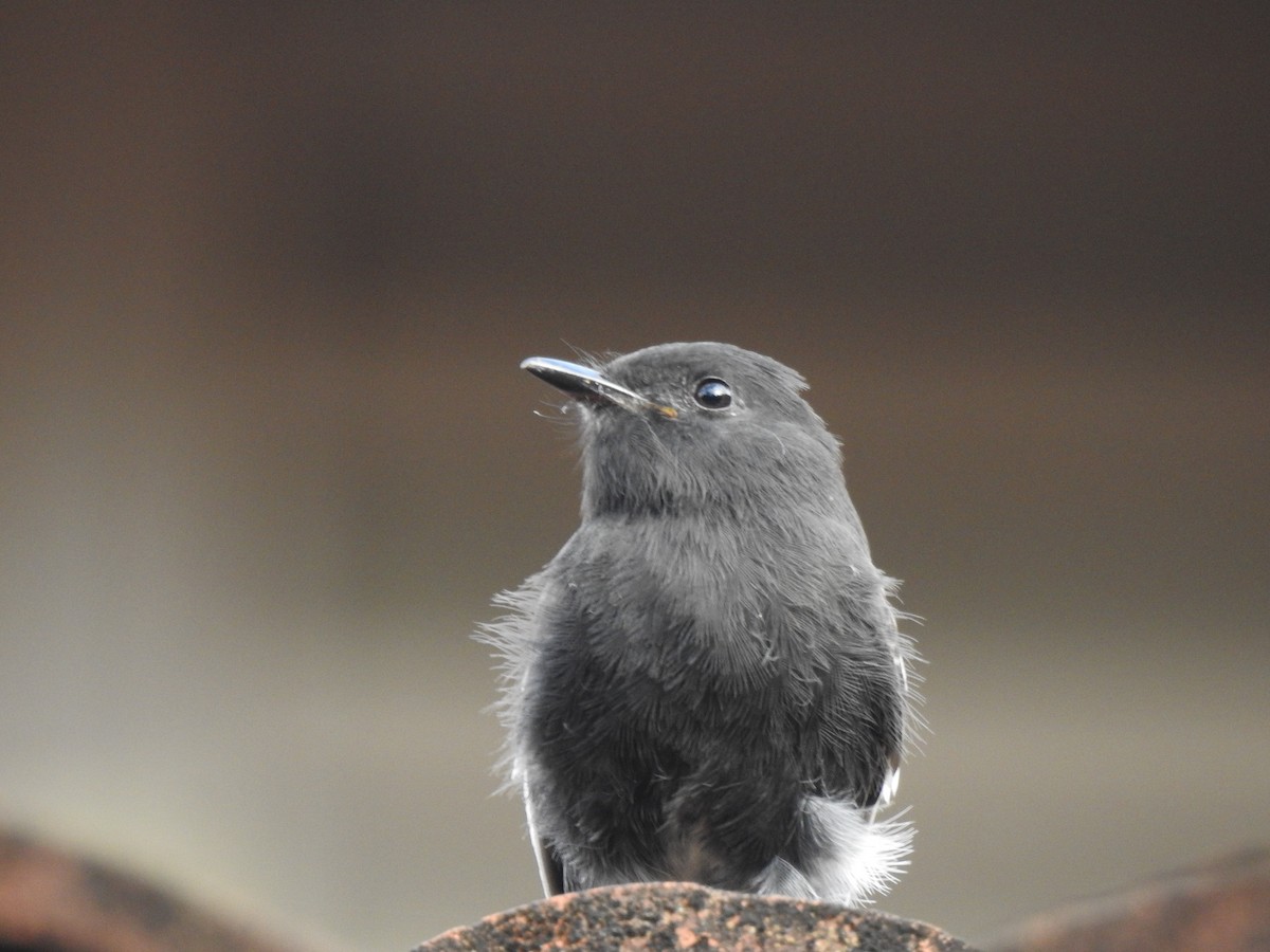 Black Phoebe - ML638954396