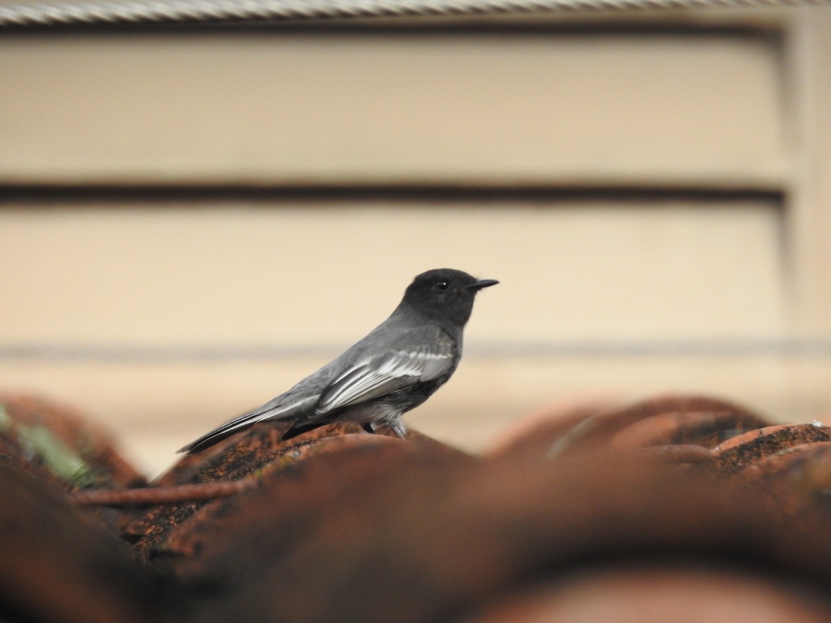 Black Phoebe - ML638954398