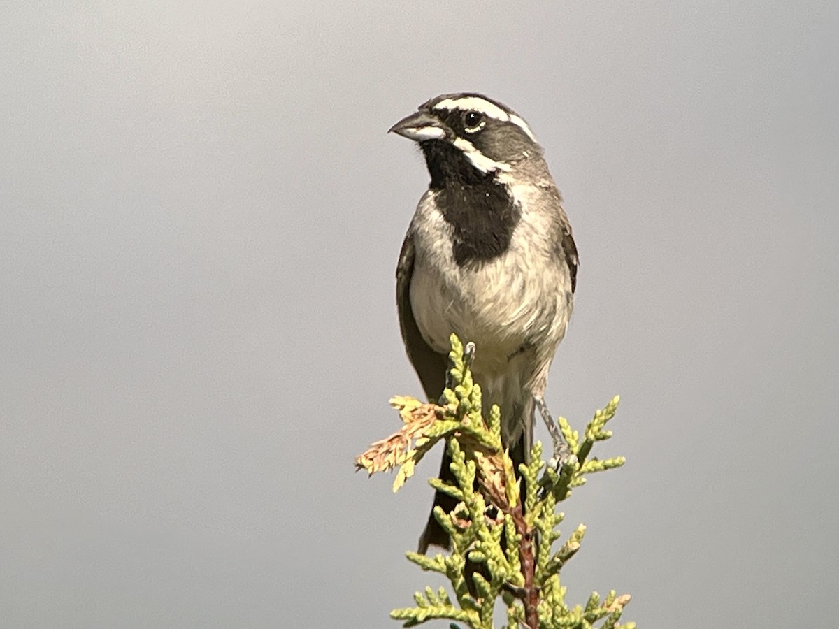 Black-throated Sparrow - ML638954425