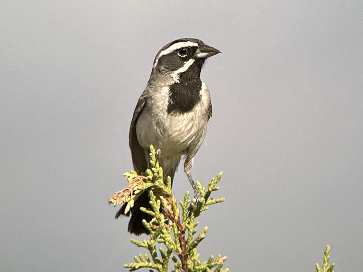 Black-throated Sparrow - ML638954426