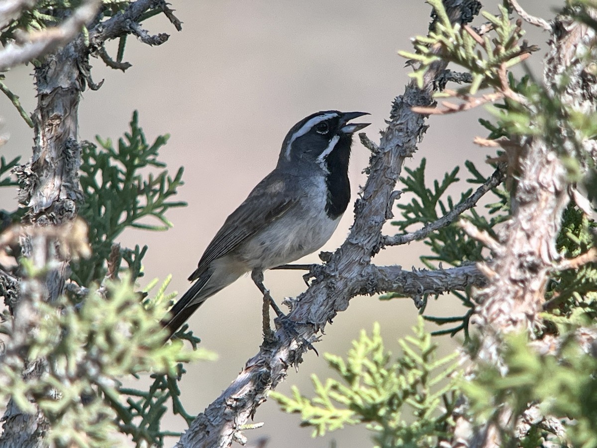 Black-throated Sparrow - ML638954427
