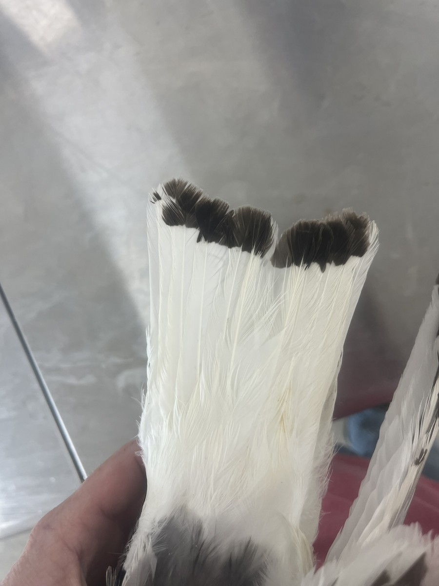 Black-legged Kittiwake - ML638954440