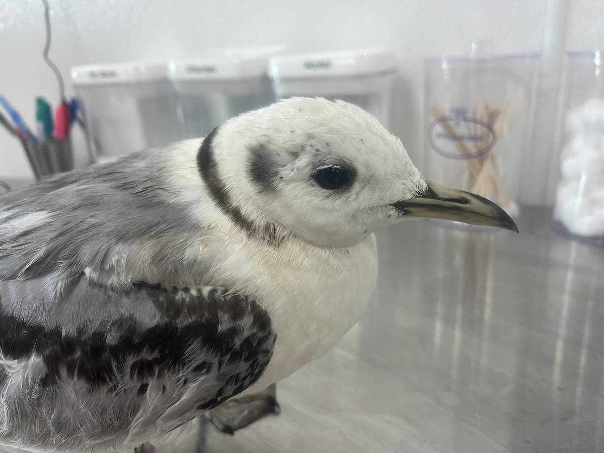 Black-legged Kittiwake - ML638954441