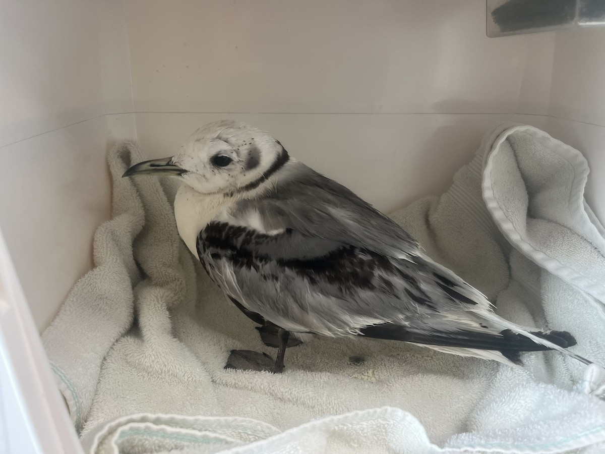 Black-legged Kittiwake - ML638954442