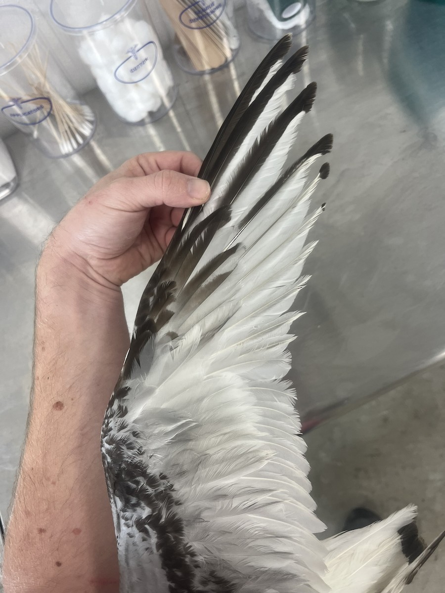 Gaviota Tridáctila - ML638954443