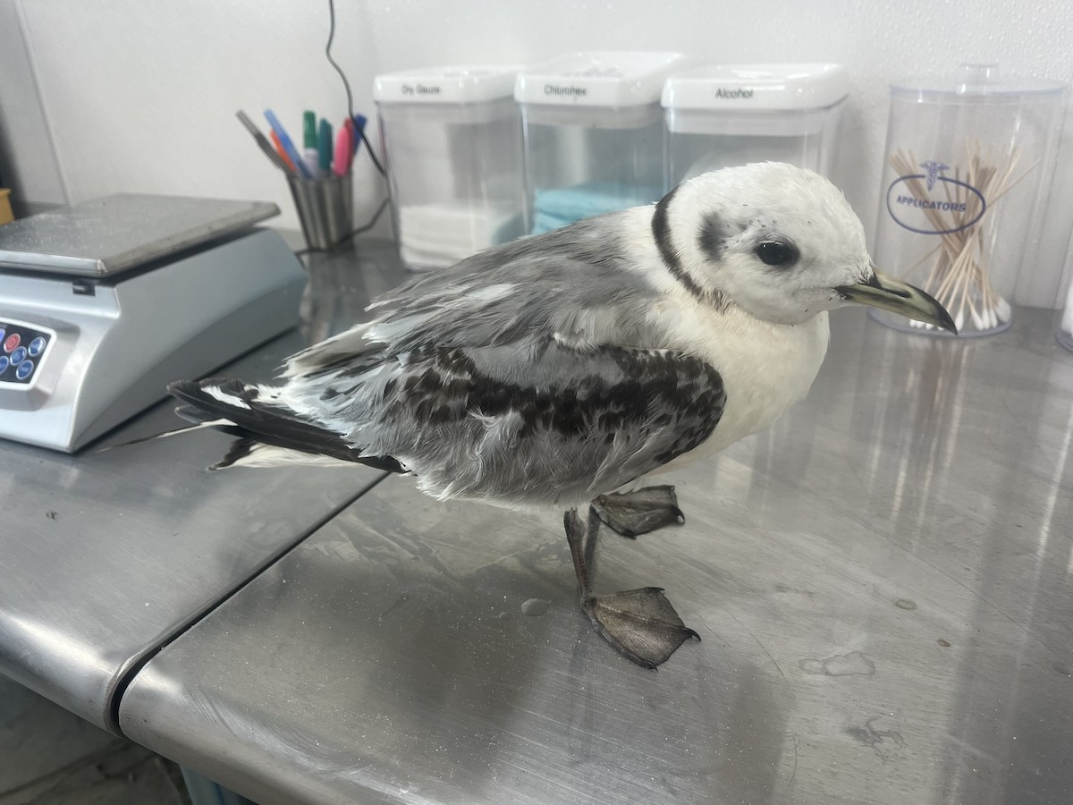 Gaviota Tridáctila - ML638954444