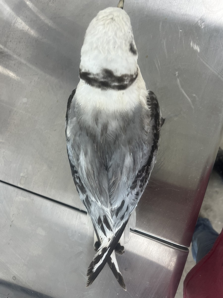 Gaviota Tridáctila - ML638954445