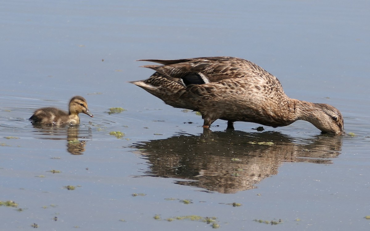 Mallard - ML638954449