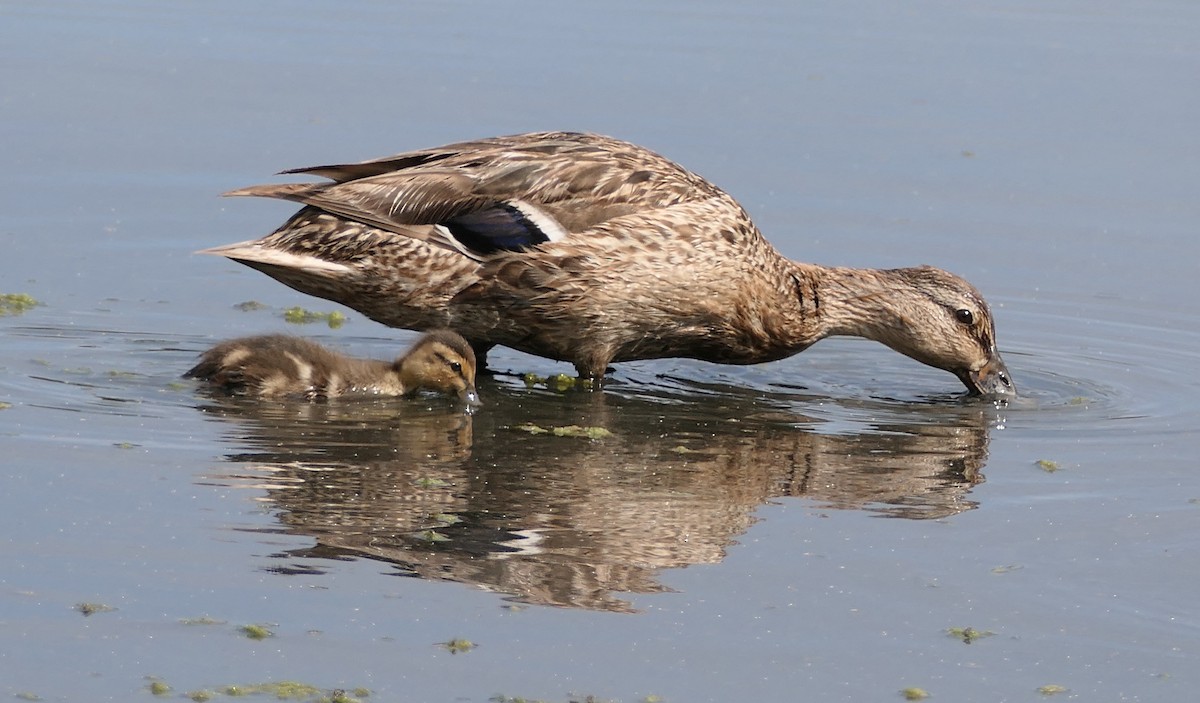 Mallard - ML638954451