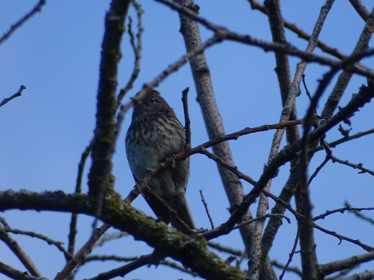 Song Sparrow - ML638954457