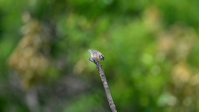 Grasshopper Sparrow - ML638954471